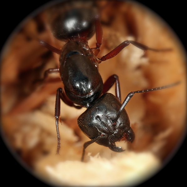 close-up image carpenter ant