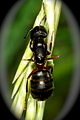Ant Species photo Black Worker Ant on Leaf