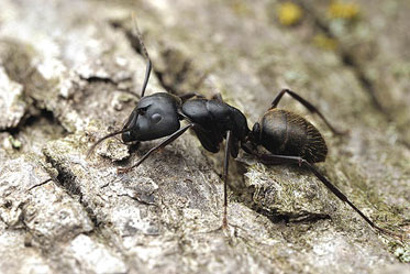photo black carpenter ant