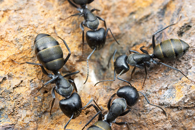 Carpenter Ant Species - Australia