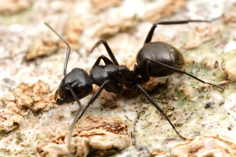 Carpenter Ant Species - S. Africa