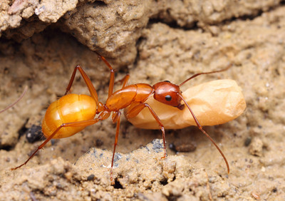 Carpenter Ant Species - Ground Dweller
