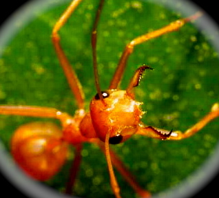 close-up image of worker weaver ant